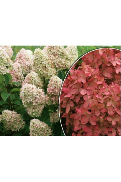 Разноцветность Гортензии Меджикал Кэндл